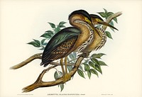 Thick-billed Green Bittern (Ardetta macrorhyncha) illustrated by <a href="https://www.rawpixel.com/search/Elizabeth%20Gould?&amp;page=1">Elizabeth Gould</a> (1804&ndash;1841) for <a href="https://www.rawpixel.com/search/John%20Gould?">John Gould</a>&rsquo;s (1804-1881) Birds of Australia (1972 Edition, 8 volumes). Digitally enhanced from our own facsimile book (1972 Edition, 8 volumes).