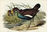 Tasmanian nativehen Mortier&#39;s Tribonyx (Tribonyx Mortieri) illustrated by <a href="https://www.rawpixel.com/search/Elizabeth%20Gould?">Elizabeth Gould</a> (1804&ndash;1841) for <a href="https://www.rawpixel.com/search/John%20Gould?">John Gould</a>&rsquo;s (1804-1881) Birds of Australia (1972 Edition, 8 volumes). Digitally enhanced from our own facsimile book (1972 Edition, 8 volumes).