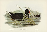 Dusky Moorhen (Gallinula tenebrosa) illustrated by <a href="https://www.rawpixel.com/search/Elizabeth%20Gould?">Elizabeth Gould</a> (1804&ndash;1841) for <a href="https://www.rawpixel.com/search/John%20Gould?">John Gould&rsquo;</a>s (1804-1881) Birds of Australia (1972 Edition, 8 volumes). Digitally enhanced from our own facsimile book (1972 Edition, 8 volumes).