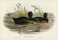 Australian Coot (Fulica Australis) illustrated by<a href="https://www.rawpixel.com/search/Elizabeth%20Gould?"> Elizabeth Gould</a> (1804&ndash;1841) for <a href="https://www.rawpixel.com/search/John%20Gould?">John Gould</a>&rsquo;s (1804-1881) Birds of Australia (1972 Edition, 8 volumes). Digitally enhanced from our own facsimile book (1972 Edition, 8 volumes).