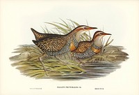 Pectoral Rail (Rallus pectoralis) illustrated by <a href="https://www.rawpixel.com/search/Elizabeth%20Gould?&amp;page=1">Elizabeth Gould</a> (1804&ndash;1841) for <a href="https://www.rawpixel.com/search/John%20Gould?">John Gould</a>&rsquo;s (1804-1881) Birds of Australia (1972 Edition, 8 volumes). Digitally enhanced from our own facsimile book (1972 Edition, 8 volumes).