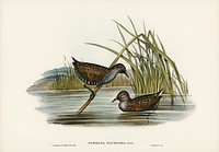 Spotted Water Crake (Porzana fluminea) illustrated by<a href="https://www.rawpixel.com/search/Elizabeth%20Gould?"> Elizabeth Gould</a> (1804&ndash;1841) for <a href="https://www.rawpixel.com/search/John%20Gould?">John Gould</a>&rsquo;s (1804-1881) Birds of Australia (1972 Edition, 8 volumes). Digitally enhanced from our own facsimile book (1972 Edition, 8 volumes).
