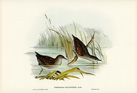 Water Crake (Porzana palustris) illustrated by <a href="https://www.rawpixel.com/search/Elizabeth%20Gould?">Elizabeth Gould</a> (1804&ndash;1841) for <a href="https://www.rawpixel.com/search/John%20Gould?">John Gould</a>&rsquo;s (1804-1881) Birds of Australia (1972 Edition, 8 volumes). Digitally enhanced from our own facsimile book (1972 Edition, 8 volumes).