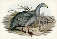 Cereopsis Goose (Cereopsis Novae-Hollandiae) illustrated by Elizabeth Gould (1804–1841) for John Gould’s (1804-1881) Birds of Australia (1972 Edition, 8 volumes). Digitally enhanced from our own facsimile book (1972 Edition, 8 volumes).