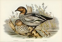 Maned Goose (Bernicla jubata) illustrated by <a href="https://www.rawpixel.com/search/Elizabeth%20Gould?&amp;page=1">Elizabeth Gould</a> (1804&ndash;1841) for <a href="https://www.rawpixel.com/search/John%20Gould?">John Gould</a>&rsquo;s (1804-1881) Birds of Australia (1972 Edition, 8 volumes). Digitally enhanced from our own facsimile book (1972 Edition, 8 volumes).