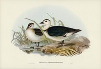 Pygmy Goose (Nettapus Coromandelianus) illustrated by <a href="https://www.rawpixel.com/search/Elizabeth%20Gould?">Elizabeth Gould</a> (1804&ndash;1841) for <a href="https://www.rawpixel.com/search/John%20Gould?">John Gould</a>&rsquo;s (1804-1881) Birds of Australia (1972 Edition, 8 volumes). Digitally enhanced from our own facsimile book (1972 Edition, 8 volumes).