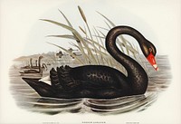 Black Swan (Cygnus atratus) illustrated by Elizabeth Gould (1804&ndash;1841) for John Gould&rsquo;s (1804-1881) Birds of Australia (1972 Edition, 8 volumes). Digitally enhanced from our own facsimile book (1972 Edition, 8 volumes).