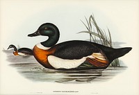 Chesnut-Coloured Shieldrake (Casarca Tadornoides) illustrated by <a href="https://www.rawpixel.com/search/Elizabeth%20Gould?&amp;page=1">Elizabeth Gould </a>(1804&ndash;1841) for <a href="https://www.rawpixel.com/search/John%20Gould?">John Gould</a>&rsquo;s (1804-1881) Birds of Australia (1972 Edition, 8 volumes). Digitally enhanced from our own facsimile book (1972 Edition, 8 volumes).