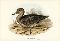 Freckled Duck (Anus naevosa) illustrated by <a href="https://www.rawpixel.com/search/Elizabeth%20Gould?&amp;page=1">Elizabeth Gould </a>(1804&ndash;1841) for <a href="https://www.rawpixel.com/search/John%20Gould?">John Gould</a>&rsquo;s (1804-1881) Birds of Australia (1972 Edition, 8 volumes). Digitally enhanced from our own facsimile book (1972 Edition, 8 volumes).