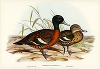 Chesnut-breasted Duck (Anas punctata) illustrated by <a href="https://www.rawpixel.com/search/Elizabeth%20Gould?&amp;page=1">Elizabeth Gould</a> (1804&ndash;1841) for <a href="https://www.rawpixel.com/search/John%20Gould?">John Gould</a>&rsquo;s (1804-1881) Birds of Australia (1972 Edition, 8 volumes). Digitally enhanced from our own facsimile book (1972 Edition, 8 volumes).