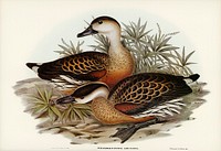 Whistling Duck (Dendrocygna arcuata) illustrated by <a href="https://www.rawpixel.com/search/Elizabeth%20Gould?&amp;page=1">Elizabeth Gould</a> (1804&ndash;1841) for <a href="https://www.rawpixel.com/search/John%20Gould?">John Gould</a>&rsquo;s (1804-1881) Birds of Australia (1972 Edition, 8 volumes). Digitally enhanced from our own facsimile book (1972 Edition, 8 volumes).