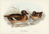 White-eyed Duck (Nyroca Australis) illustrated by<a href="https://www.rawpixel.com/search/Elizabeth%20Gould?&amp;page=1"> Elizabeth Gould </a>(1804&ndash;1841) for <a href="https://www.rawpixel.com/search/John%20Gould?">John Gould</a>&rsquo;s (1804-1881) Birds of Australia (1972 Edition, 8 volumes). Digitally enhanced from our own facsimile book (1972 Edition, 8 volumes).