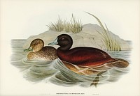 Blue-billed Duck (Erismatura Australis) illustrated by <a href="https://www.rawpixel.com/search/Elizabeth%20Gould?&amp;page=1">Elizabeth Gould </a>(1804&ndash;1841) for <a href="https://www.rawpixel.com/search/John%20Gould?">John Gould</a>&rsquo;s (1804-1881) Birds of Australia (1972 Edition, 8 volumes). Digitally enhanced from our own facsimile book (1972 Edition, 8 volumes).