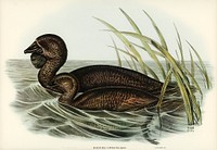 Musk Duck (Biziura lobata) illustrated by <a href="https://www.rawpixel.com/search/Elizabeth%20Gould?&amp;page=1">Elizabeth Gould</a> (1804&ndash;1841) for <a href="https://www.rawpixel.com/search/John%20Gould?">John Gould</a>&rsquo;s (1804-1881) Birds of Australia (1972 Edition, 8 volumes). Digitally enhanced from our own facsimile book (1972 Edition, 8 volumes).