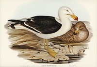 Pacific Gull (Larus Pacificus) illustrated by<a href="https://www.rawpixel.com/search/Elizabeth%20Gould?"> Elizabeth Gould </a>(1804&ndash;1841) for <a href="https://www.rawpixel.com/search/John%20Gould?">John Gould</a>&rsquo;s (1804-1881) Birds of Australia (1972 Edition, 8 volumes). Digitally enhanced from our own facsimile book (1972 Edition, 8 volumes).