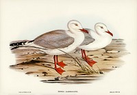 Jameson&#39;s Gull (Xema Jamesonii) illustrated by <a href="https://www.rawpixel.com/search/Elizabeth%20Gould?">Elizabeth Gould </a>(1804&ndash;1841) for <a href="https://www.rawpixel.com/search/John%20Gould?">John Gould</a>&rsquo;s (1804-1881) Birds of Australia (1972 Edition, 8 volumes). Digitally enhanced from our own facsimile book (1972 Edition, 8 volumes).