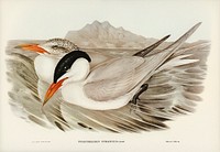 Powerful Tern (Sylochelidon strenuus) illustrated by <a href="https://www.rawpixel.com/search/Elizabeth%20Gould?&amp;page=1">Elizabeth Gould</a> (1804&ndash;1841) for <a href="https://www.rawpixel.com/search/John%20Gould?">John Gould</a>&rsquo;s (1804-1881) Birds of Australia (1972 Edition, 8 volumes). Digitally enhanced from our own facsimile book (1972 Edition, 8 volumes).