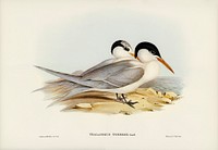 Torres&#39; Tern (Thalasseus Torresii) illustrated by <a href="https://www.rawpixel.com/search/Elizabeth%20Gould?&amp;page=1">Elizabeth Gould </a>(1804&ndash;1841) for <a href="https://www.rawpixel.com/search/John%20Gould?">John Gould</a>&rsquo;s (1804-1881) Birds of Australia (1972 Edition, 8 volumes). Digitally enhanced from our own facsimile book (1972 Edition, 8 volumes).