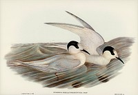 Black-billed Tern (Sterna melanorhyncha) illustrated by <a href="https://www.rawpixel.com/search/Elizabeth%20Gould?&amp;page=1">Elizabeth Gould</a> (1804&ndash;1841) for<a href="https://www.rawpixel.com/search/John%20Gould?"> John Gould</a>&rsquo;s (1804-1881) Birds of Australia (1972 Edition, 8 volumes). Digitally enhanced from our own facsimile book (1972 Edition, 8 volumes).