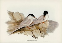 Graceful Tern (Sterna gracilis) illustrated by Elizabeth Gould (1804&ndash;1841) for John Gould&rsquo;s (1804-1881) Birds of Australia (1972 Edition, 8 volumes). Digitally enhanced from our own facsimile book (1972 Edition, 8 volumes).