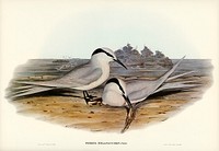 Black-naped Tern (Sterna melanauchen) illustrated by <a href="https://www.rawpixel.com/search/Elizabeth%20Gould?&amp;page=1">Elizabeth Gould</a> (1804&ndash;1841) for <a href="https://www.rawpixel.com/search/John%20Gould?">John Gould</a>&rsquo;s (1804-1881) Birds of Australia (1972 Edition, 8 volumes). Digitally enhanced from our own facsimile book (1972 Edition, 8 volumes).