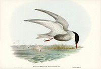 Marsh Tern (Hydrochelidon fluviatilis) illustrated by <a href="https://www.rawpixel.com/search/Elizabeth%20Gould?&amp;page=1">Elizabeth Gould</a> (1804&ndash;1841) for<a href="https://www.rawpixel.com/search/John%20Gould?"> John Gould</a>&rsquo;s (1804-1881) Birds of Australia (1972 Edition, 8 volumes). Digitally enhanced from our own facsimile book (1972 Edition, 8 volumes).