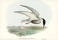 Marsh Tern (Hydrochelidon fluviatilis) illustrated by Elizabeth Gould (1804–1841) for John Gould’s (1804-1881) Birds of Australia (1972 Edition, 8 volumes). Digitally enhanced from our own facsimile book (1972 Edition, 8 volumes).