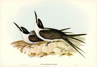 Panayan Tern (Onychoprion Panaya) illustrated by <a href="https://www.rawpixel.com/search/Elizabeth%20Gould?&amp;page=1">Elizabeth Gould</a> (1804&ndash;1841) for <a href="https://www.rawpixel.com/search/John%20Gould?">John Gould</a>&rsquo;s (1804-1881) Birds of Australia (1972 Edition, 8 volumes). Digitally enhanced from our own facsimile book (1972 Edition, 8 volumes).