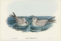 Grey Noddy (Anous cinereus) illustrated by <a href="https://www.rawpixel.com/search/Elizabeth%20Gould?">Elizabeth Gould</a> (1804&ndash;1841) for <a href="https://www.rawpixel.com/search/John%20Gould?">John Gould</a>&rsquo;s (1804-1881) Birds of Australia (1972 Edition, 8 volumes). Digitally enhanced from our own facsimile book (1972 Edition, 8 volumes). 