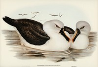 Yellow-billed Albatros (Diomedea chlororhynchos) illustrated by <a href="https://www.rawpixel.com/search/Elizabeth%20Gould?&amp;page=1">Elizabeth Gould</a> (1804&ndash;1841) for <a href="https://www.rawpixel.com/search/John%20Gould?">John Gould</a>&rsquo;s (1804-1881) Birds of Australia (1972 Edition, 8 volumes). Digitally enhanced from our own facsimile book (1972 Edition, 8 volumes).