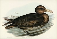 Giant Petrel (Procellaria gigantea) illustrated by Elizabeth Gould (1804–1841) for John Gould’s (1804-1881) Birds of Australia (1972 Edition, 8 volumes). Digitally enhanced from our own facsimile book (1972 Edition, 8 volumes).