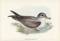 Great Grey Petrel (Procellaria hasitata) illustrated by <a href="https://www.rawpixel.com/search/Elizabeth%20Gould?">Elizabeth Gould</a> (1804&ndash;1841) for <a href="https://www.rawpixel.com/search/John%20Gould?">John Gould</a>&rsquo;s (1804-1881) Birds of Australia (1972 Edition, 8 volumes). Digitally enhanced from our own facsimile book (1972 Edition, 8 volumes). 