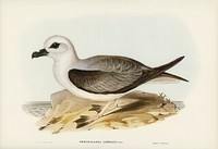 White-headed Petrel (Procellaria Lessonii) illustrated by <a href="https://www.rawpixel.com/search/Elizabeth%20Gould?">Elizabeth Gould</a> (1804&ndash;1841) for <a href="https://www.rawpixel.com/search/John%20Gould?">John Gould&rsquo;</a>s (1804-1881) Birds of Australia (1972 Edition, 8 volumes). Digitally enhanced from our own facsimile book (1972 Edition, 8 volumes).