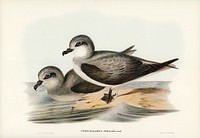 Soft-plumaged Petrel (Procellaria mollis) illustrated by Elizabeth Gould (1804–1841) for John Gould’s (1804-1881) Birds of Australia (1972 Edition, 8 volumes). Digitally enhanced from our own facsimile book (1972 Edition, 8 volumes).