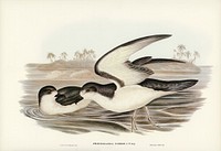Cook&#39;s Petrel (Procellaria Cookii) illustrated by<a href="https://www.rawpixel.com/search/Elizabeth%20Gould?"> Elizabeth Gould </a>(1804&ndash;1841) for <a href="https://www.rawpixel.com/search/John%20Gould?">John Gould</a>&rsquo;s (1804-1881) Birds of Australia (1972 Edition, 8 volumes). Digitally enhanced from our own facsimile book (1972 Edition, 8 volumes).