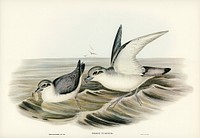 Dove-like Prion (Prion Turtur) illustrated by <a href="https://www.rawpixel.com/search/Elizabeth%20Gould?">Elizabeth Gould </a>(1804&ndash;1841) for <a href="https://www.rawpixel.com/search/John%20Gould?">John Gould</a>&rsquo;s (1804-1881) Birds of Australia (1972 Edition, 8 volumes). Digitally enhanced from our own facsimile book (1972 Edition, 8 volumes).