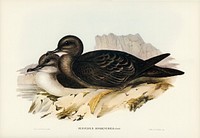 Wedge-tailed Petrel (Puffinus sphenurus) iillustrated by <a href="https://www.rawpixel.com/search/Elizabeth%20Gould?">Elizabeth Gould</a> (1804&ndash;1841) for <a href="https://www.rawpixel.com/search/John%20Gould?">John Gould</a>&rsquo;s (1804-1881) Birds of Australia (1972 Edition, 8 volumes). Digitally enhanced from our own facsimile book (1972 Edition, 8 volumes).