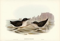 Diving Petrel (Puffinuria Urinatrix) illustrated by<a href="https://www.rawpixel.com/search/Elizabeth%20Gould?"> Elizabeth Gould </a>(1804&ndash;1841) for <a href="https://www.rawpixel.com/search/John%20Gould?">John Gould</a>&rsquo;s (1804-1881) Birds of Australia (1972 Edition, 8 volumes). Digitally enhanced from our own facsimile book (1972 Edition, 8 volumes).