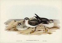 White-faced Storm Petrel (Thalassidroma marina) illustrated by <a href="https://www.rawpixel.com/search/Elizabeth%20Gould?">Elizabeth Gould</a> (1804&ndash;1841) for <a href="https://www.rawpixel.com/search/John%20Gould?">John Gould</a>&rsquo;s (1804-1881) Birds of Australia (1972 Edition, 8 volumes). Digitally enhanced from our own facsimile book (1972 Edition, 8 volumes).