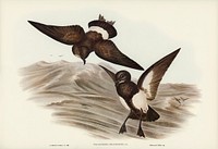 Black-bellied Storm Petrel (Thalassidroma melanogaster) illustrated by <a href="https://www.rawpixel.com/search/Elizabeth%20Gould?">Elizabeth Gould</a> (1804&ndash;1841) for <a href="https://www.rawpixel.com/search/John%20Gould?">John Gould</a>&rsquo;s (1804-1881) Birds of Australia (1972 Edition, 8 volumes). Digitally enhanced from our own facsimile book (1972 Edition, 8 volumes).