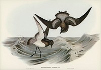 Grey-backed Storm Petrel (Thalassidroma Nereis) illustrated by <a href="https://www.rawpixel.com/search/Elizabeth%20Gould?">Elizabeth Gould </a>(1804&ndash;1841) for <a href="https://www.rawpixel.com/search/John%20Gould?">John Gould</a>&rsquo;s (1804-1881) Birds of Australia (1972 Edition, 8 volumes). Digitally enhanced from our own facsimile book (1972 Edition, 8 volumes).