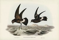 Wilson&#39;s Storm Petrel (Thalassidroma Wilsonii) illustrated by <a href="https://www.rawpixel.com/search/Elizabeth%20Gould?">Elizabeth Gould</a> (1804&ndash;1841) for <a href="https://www.rawpixel.com/search/John%20Gould?">John Gould</a>&rsquo;s (1804-1881) Birds of Australia (1972 Edition, 8 volumes). Digitally enhanced from our own facsimile book (1972 Edition, 8 volumes).