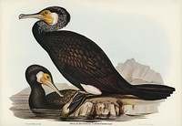 Australian Cormorant (Phalacrocorax Carboides) illustrated by <a href="https://www.rawpixel.com/search/Elizabeth%20Gould?">Elizabeth Gould</a> (1804&ndash;1841) for <a href="https://www.rawpixel.com/search/John%20Gould?">John Gould</a>&rsquo;s (1804-1881) Birds of Australia (1972 Edition, 8 volumes). Digitally enhanced from our own facsimile book (1972 Edition, 8 volumes).