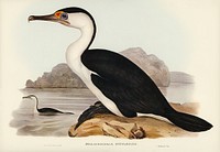 Pied Cormorant (Phalacrocorax hypoleucus) illustrated by <a href="https://www.rawpixel.com/search/Elizabeth%20Gould?">Elizabeth Gould</a> (1804&ndash;1841) for <a href="https://www.rawpixel.com/search/John%20Gould?">John Gould</a>&rsquo;s (1804-1881) Birds of Australia (1972 Edition, 8 volumes). Digitally enhanced from our own facsimile book (1972 Edition, 8 volumes).