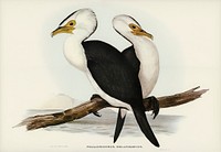 Little pied cormorant (Phalacrocorax melanoleucus) illustrated by <a href="https://www.rawpixel.com/search/Elizabeth%20Gould?">Elizabeth Gould</a> (1804&ndash;1841) for <a href="https://www.rawpixel.com/search/John%20Gould?">John Gould</a>&rsquo;s (1804-1881) Birds of Australia (1972 Edition, 8 volumes). Digitally enhanced from our own facsimile book (1972 Edition, 8 volumes).
