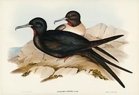 Small Frigate Bird (Attagen Ariel) illustrated by Elizabeth Gould (1804–1841) for John Gould’s (1804-1881) Birds of Australia (1972 Edition, 8 volumes). Digitally enhanced from our own facsimile book (1972 Edition, 8 volumes).