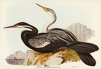 New Holland Darter (Plotus Novae-Hollandiae) illustrated by <a href="https://www.rawpixel.com/search/Elizabeth%20Gould?">Elizabeth Gould</a> (1804&ndash;1841) for <a href="https://www.rawpixel.com/search/John%20Gould?">John Gould</a>&rsquo;s (1804-1881) Birds of Australia (1972 Edition, 8 volumes). Digitally enhanced from our own facsimile book (1972 Edition, 8 volumes).