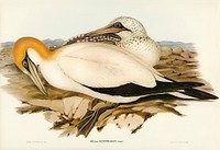 Australian Gannet (Sula Australis) illustrated by <a href="https://www.rawpixel.com/search/Elizabeth%20Gould?">Elizabeth Gould</a> (1804&ndash;1841) for <a href="https://www.rawpixel.com/search/John%20Gould?">John Gould</a>&rsquo;s (1804-1881) Birds of Australia (1972 Edition, 8 volumes). Digitally enhanced from our own facsimile book (1972 Edition, 8 volumes).