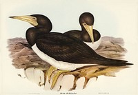 Brown Gannet (Sula fusca) illustrated by Elizabeth Gould (1804&ndash;1841) for John Gould&rsquo;s (1804-1881) Birds of Australia (1972 Edition, 8 volumes). Digitally enhanced from our own facsimile book (1972 Edition, 8 volumes).