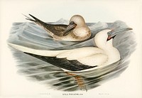 Red-legged Gannet (Sula piscator) illustrated by Elizabeth Gould (1804&ndash;1841) for John Gould&rsquo;s (1804-1881) Birds of Australia (1972 Edition, 8 volumes). Digitally enhanced from our own facsimile book (1972 Edition, 8 volumes).